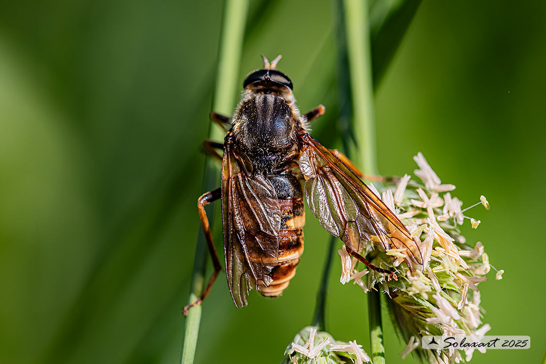 Coenomyia ferruginea